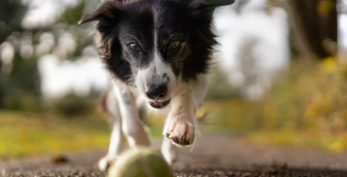 Sos caldo, proteggiamo il cane